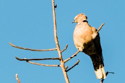Mourning Collared Dove (Tourterelle pleureuse)_x737A4382-2 null