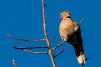 Mourning Collared Dove (Tourterelle pleureuse) Mourning Collared Dove (Tourterelle pleureuse)