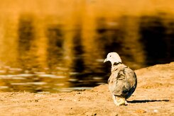 mourning collared dove (Tourterelle pleureuse)_x737A3420-2 null
