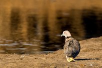 mourning collared dove (Tourterelle pleureuse) mourning collared dove (Tourterelle pleureuse)