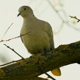 tourterelle_turque_02-2 null