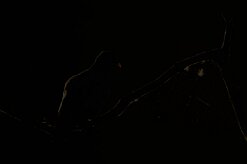 tourterelle_turque_05-2 null