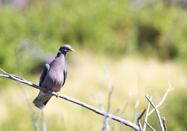 Pigeon à cou blanc