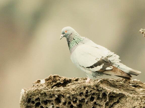 Pigeon biset