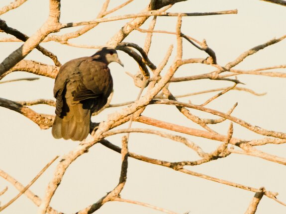 Pigeon de Madagascar