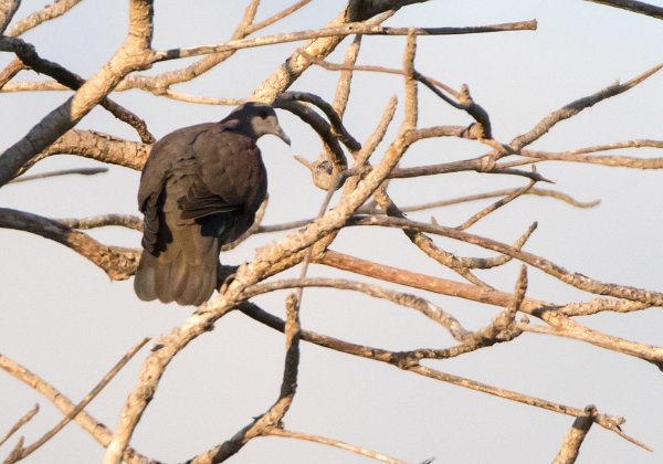 Pigeon de Madagascar