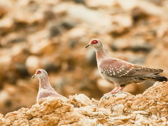 Pigeon roussard