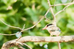 Brown-hooded Kingfisher (Martin-chasseur à tête brune)_7D2_2446 null