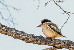 Striped Kingfisher (Martin-chasseur strié)_7D2_2286 null