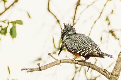 Giant Kingfisher (Alcyon géant)_7D2_0448 null