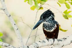 Giant Kingfisher (Martin-pêcheur géant)_x737A5580-2 null