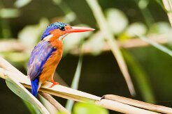 Malachite Kingfisher (Martin-pêcheur huppé)_7D2_0433 null