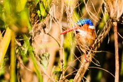 Malachite Kingfisher (Martin-pêcheur huppé)_x737A4174-2 null