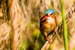Malachite Kingfisher (Martin-pêcheur huppé)_x737A4180-2 null