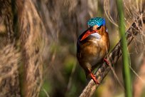 Malachite Kingfisher (Martin-pêcheur huppé) Malachite Kingfisher (Martin-pêcheur huppé)