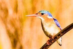 Malachite Kingfisher (Martin-pêcheur huppé)_x737A4224-2 null