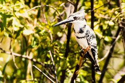 Pied Kingfisher (-Martin-pêcheur pie)_x737A3600-2 null