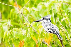 Pied Kingfisher (Alcyon pie)_7D2_0463 null