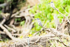 Pied Kingfisher (Alcyon pie)_7D2_0465 null