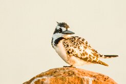 Pied Kingfisher (Alcyon pie)_7D2_0712 null