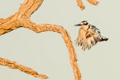 Pied Kingfisher (Alcyon pie)_7D2_0733 null