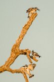 Pied Kingfisher (Alcyon pie)_7D2_0734 null