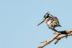 Pied Kingfisher (Alcyon pie)_7D2_1850 null
