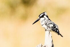 Pied Kingfisher (Alcyon pie)_7D2_1892 null