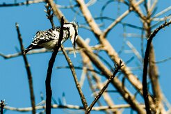 Pied Kingfisher (Martin-pêcheur pie)_x737A4136-2 null