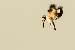 Pied Kingfisher (Martin-pêcheur pie)_x737A5280-2 null
