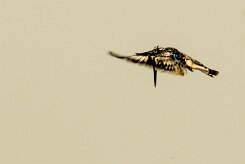 Pied Kingfisher (Martin-pêcheur pie)_x737A5281-2 null