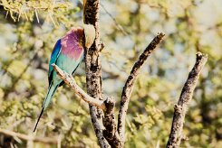 Lilac-breasted Roller (Rollier à longs brins)_737A2682-2 null