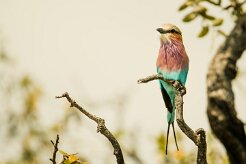 Lilac-breasted Roller (Rollier à longs brins)_7D2_0480 null