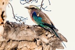 Lilac-breasted Roller (Rollier à longs brins)_7D2_2404 null