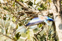 Lilac-breasted Roller (Rollier à longs brins)_7D2_2560 null