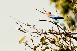 Lilac-breasted Roller (Rollier à longs brins)_7D2_2564 null