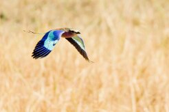 Lilac-breasted Roller (Rollier à longs brins)_7D2_2590 null