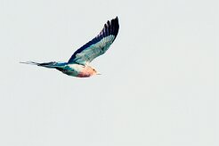 Lilac-breasted Roller (Rollier à longs brins)_7D2_2781 null