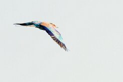 Lilac-breasted Roller (Rollier à longs brins)_7D2_2783 null