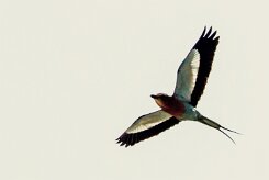 Lilac-breasted Roller (Rollier à longs brins)_x737A5217-2 null
