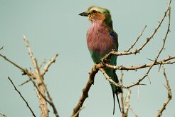 Lilac-breasted Roller -(Rollier à longs brins)_737A5259 null