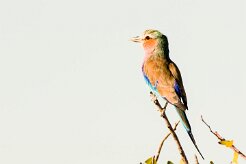 Lilac-breasted roller (Rollier à longs brins)-737A9755-2 null