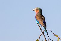 Lilac-breasted roller (Rollier à longs brins) Okaukuejo - Etosha - Namibie