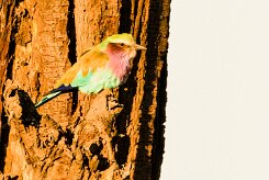 Lilac-breasted roller (Rollier à longs brins)_x737A3446-2 null