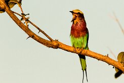 Lilac-breasted roller (Rollier à longs brins)_x737A3555-2 null