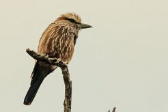Purple Roller (Rollier varié)_7D2_1132 null