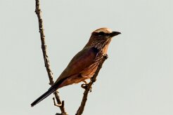 Purple Roller (Rollier varié)_x737A5133-2 null
