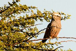 Purple roller (Rollier varié)-737A0194-2 null