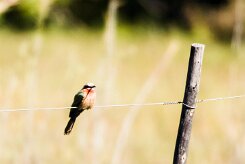 White-fronted Bee-eater (Guêpier à front blanc)_x737A4083-2 null