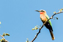 White-fronted Bee-eater (Guêpier à front blanc)_x737A4120-2 null